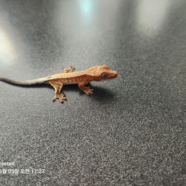 세이블