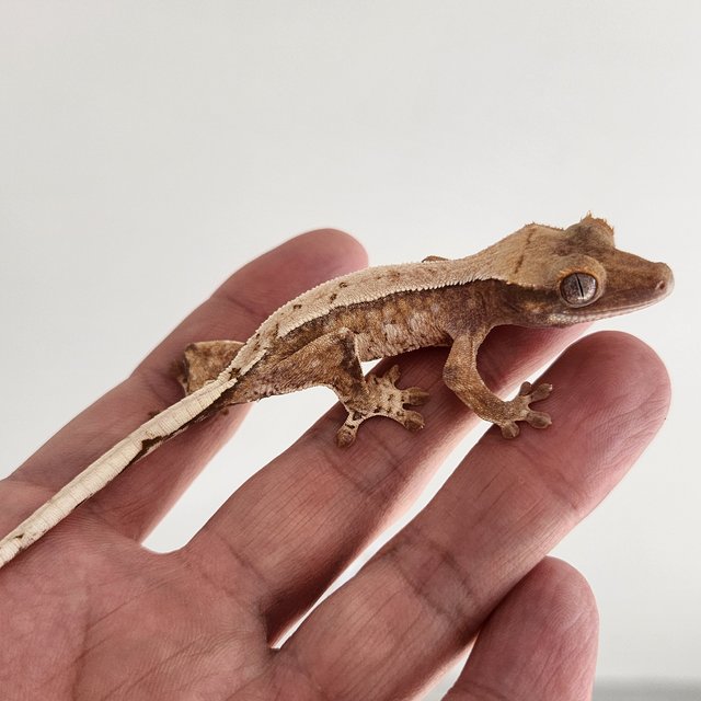 핀스트라이프 화이트핀 화이트스팟 트라이