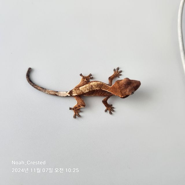세이블 익스트림할리퀸