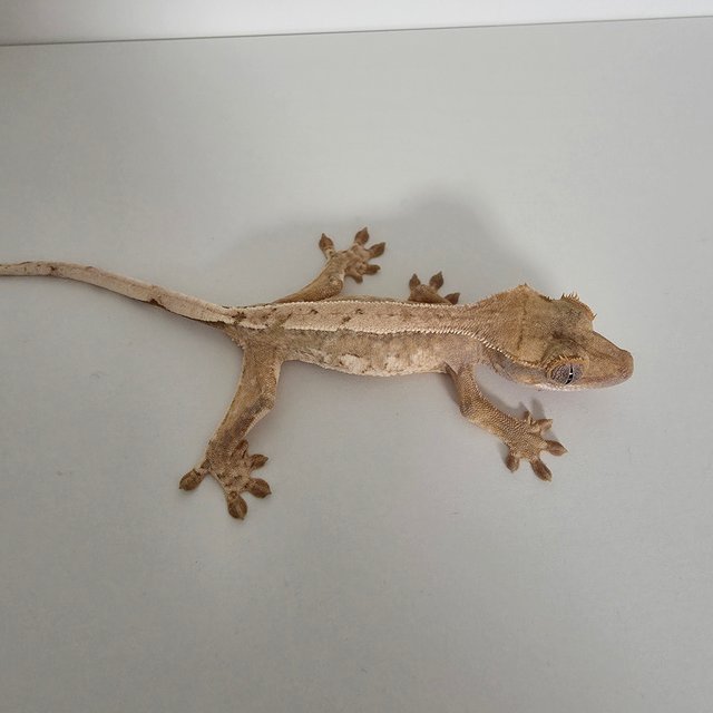 핀스트라이프 화이트핀 화이트스팟 트라이