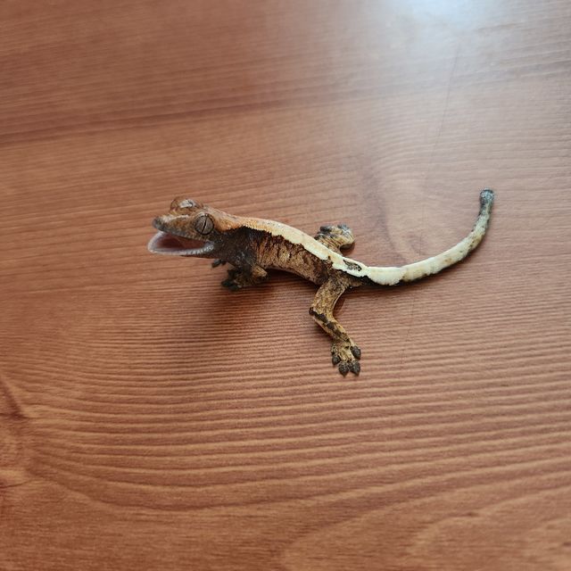 세이블