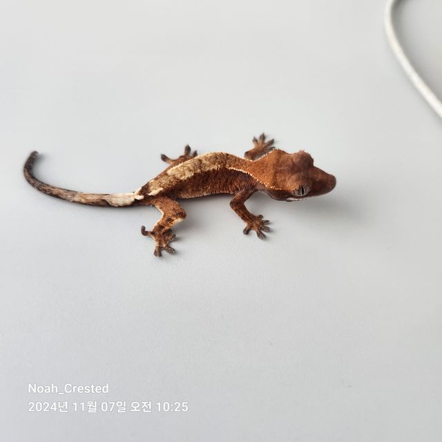 세이블 익스트림할리퀸