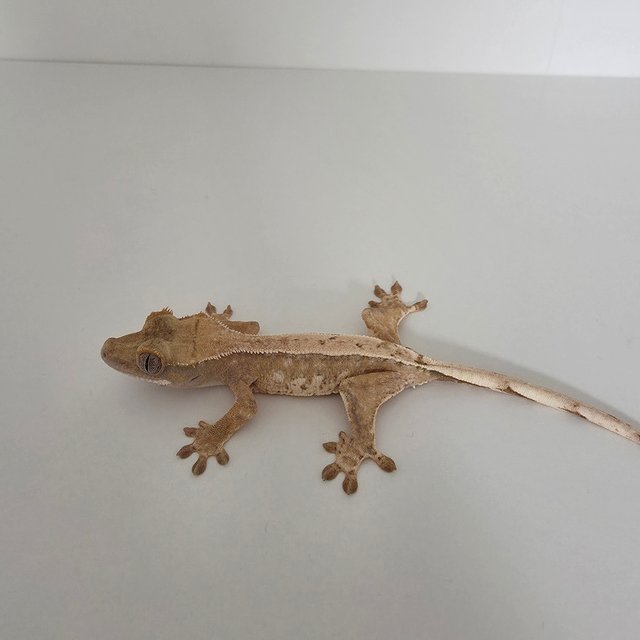 핀스트라이프 화이트핀 화이트스팟 트라이