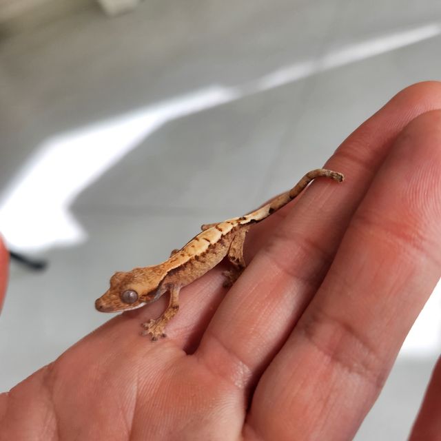 세이블 트라이