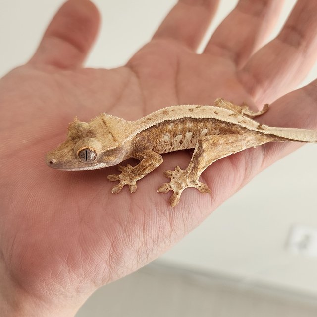 핀스트라이프 화이트핀 화이트스팟 트라이