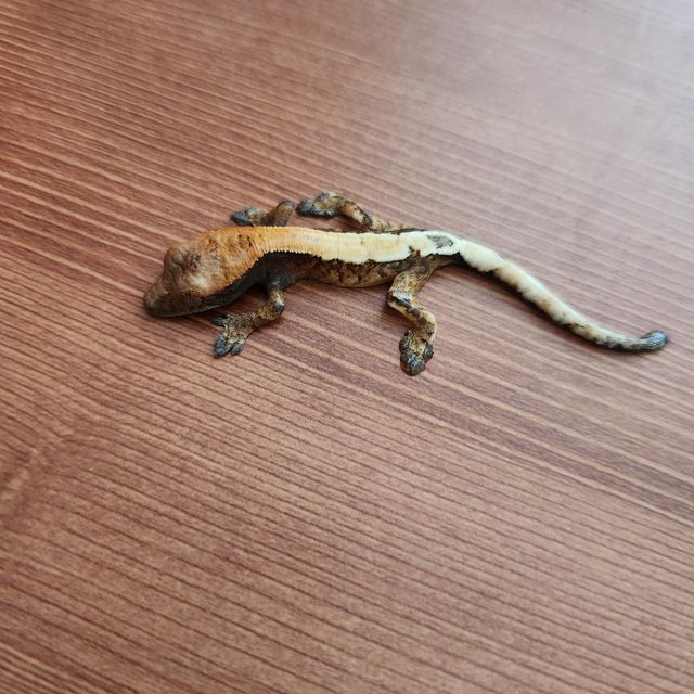 세이블