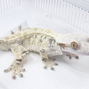 낭만사도 헤르메스x호박