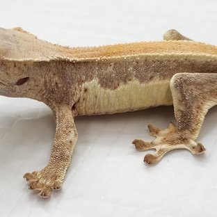 벤츠