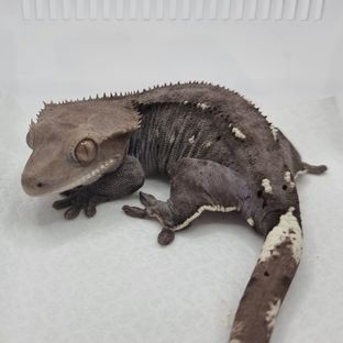 아잔틱