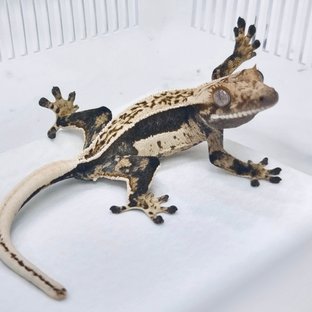 A16