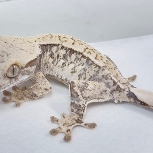 A14