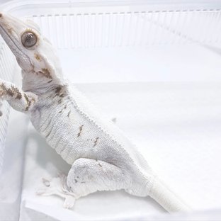 릴리화이트 화이트