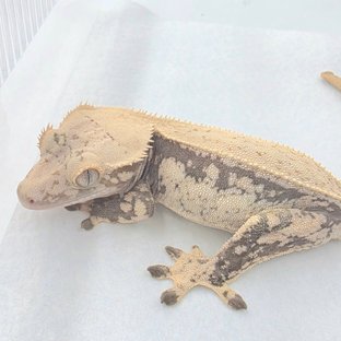 노멀 드리피 풀핀