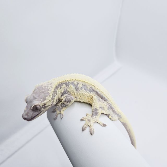 릴리 세이블