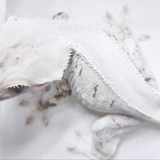 릴리화이트 화이트