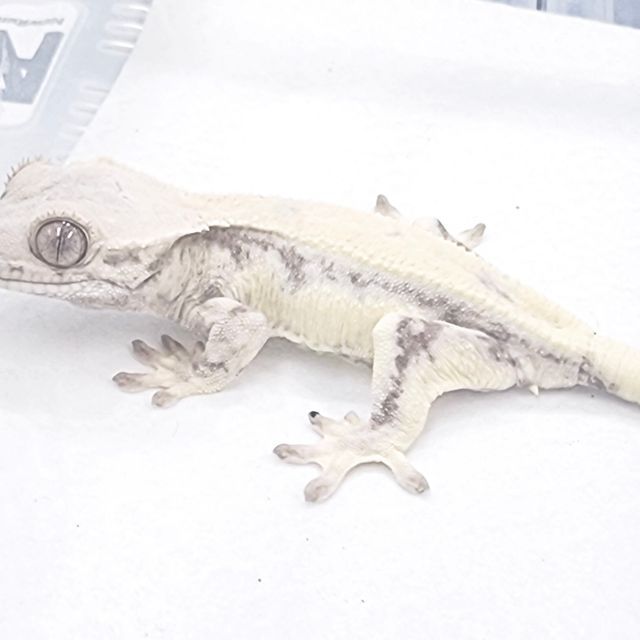 릴리 세이블