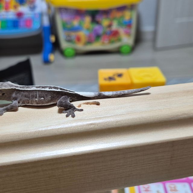 아잔틱 풀핀