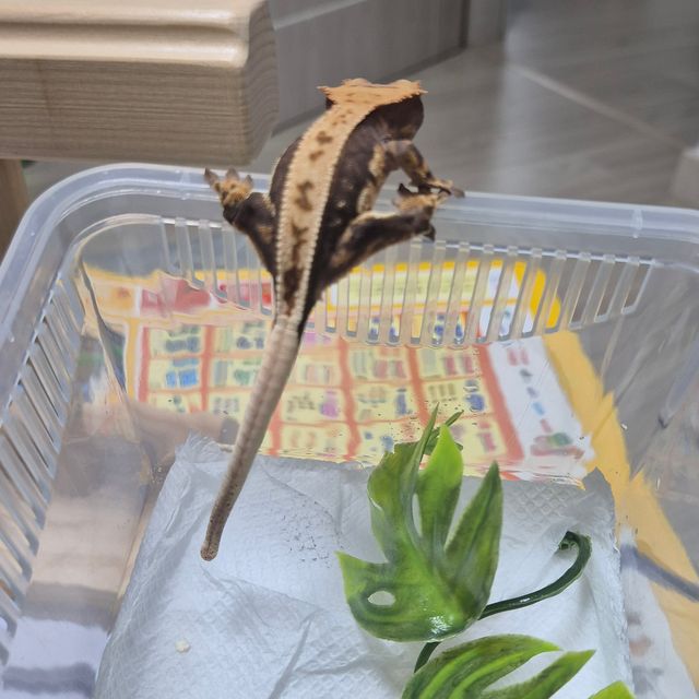 100%헷아잔틱