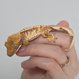 노멀 레드 익스트림할리퀸 트라이