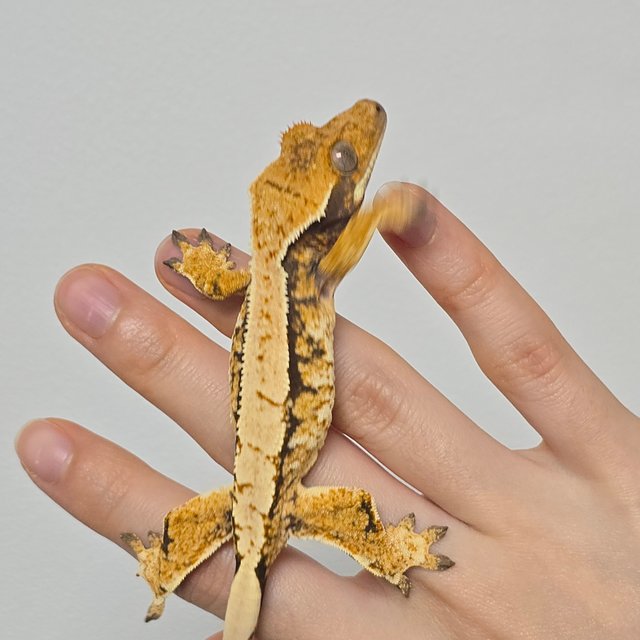 노멀 트라이 익스트림할리퀸