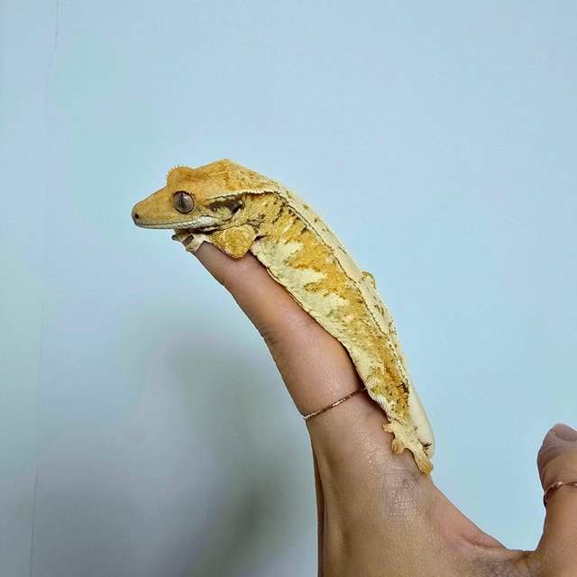 노멀 트라이 익스트림할리퀸