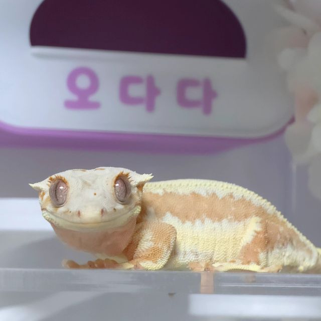 크림시클 크림 릴리화이트