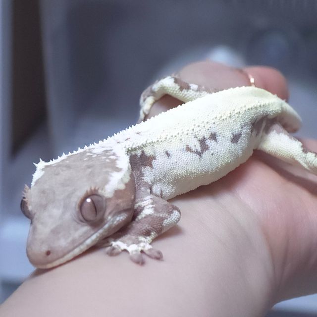 프라푸치노