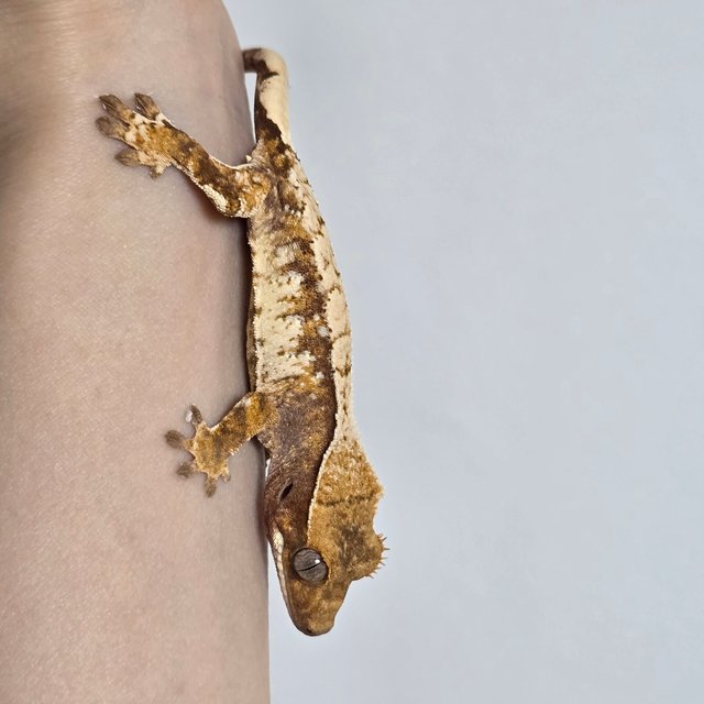 노멀 레드 익스트림할리퀸 트라이