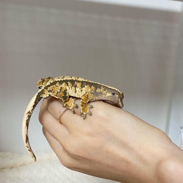 트라이 익스트림할리퀸 바브