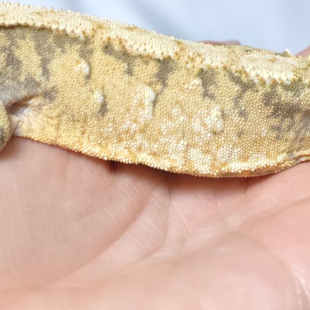 텐저린 익스트림할리퀸 트라이