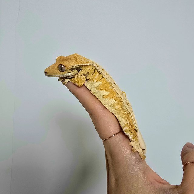 노멀 트라이 익스트림할리퀸