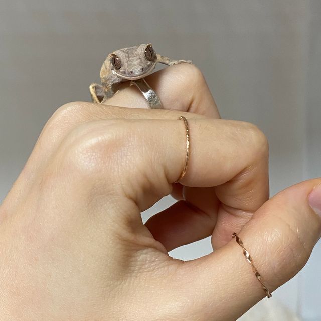 세이블