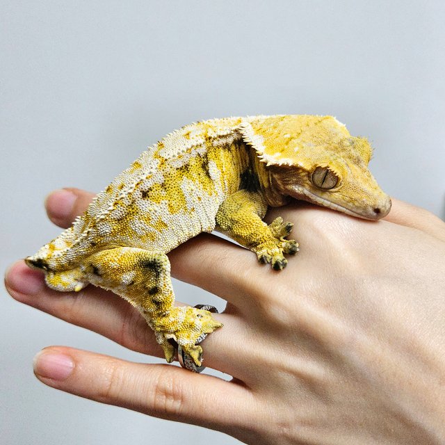 트라이 익스트림할리퀸