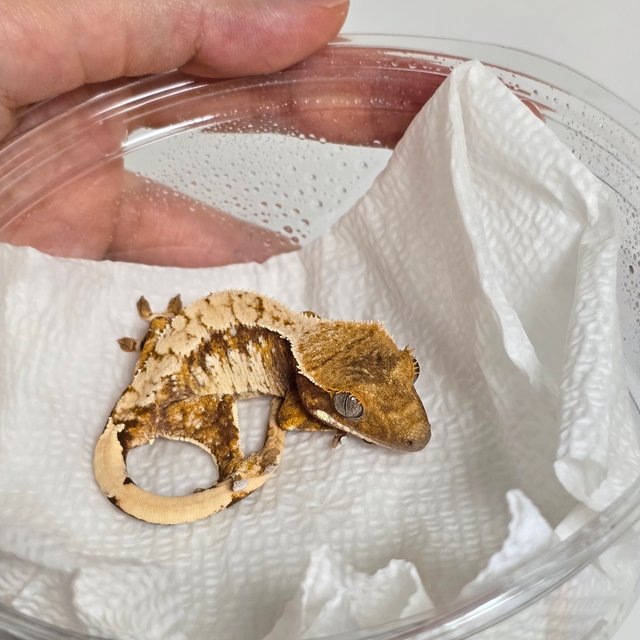 노멀 레드 익스트림할리퀸 트라이