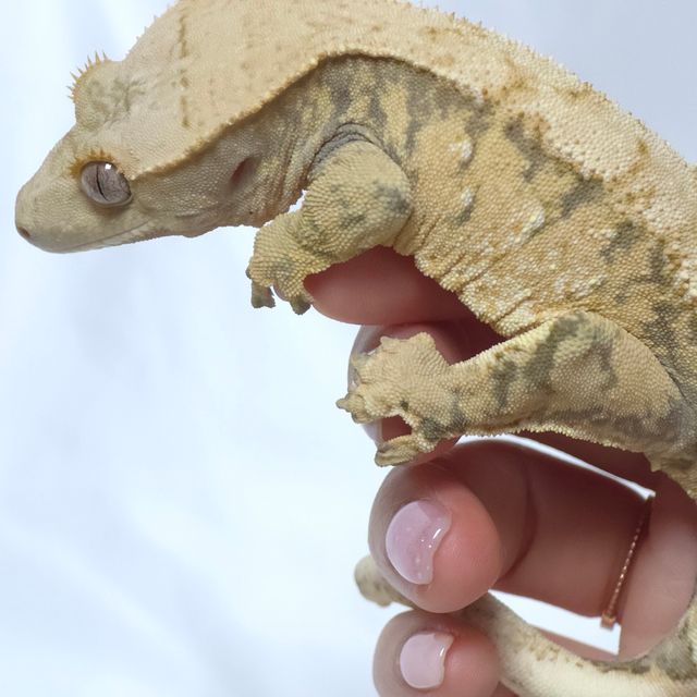 텐저린 익스트림할리퀸 트라이