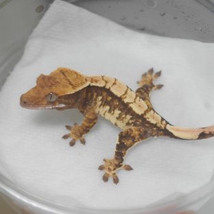 드리피 화이트스팟