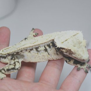 드리피 화이트스팟 쿼드