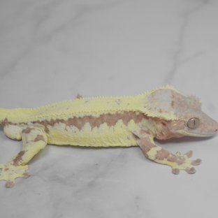 레드 프라푸치노