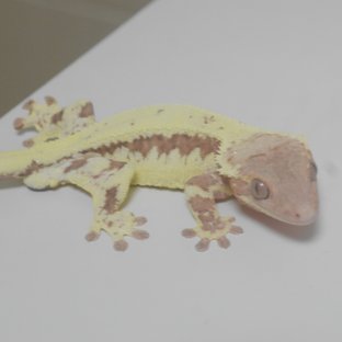 레드 프라푸치노