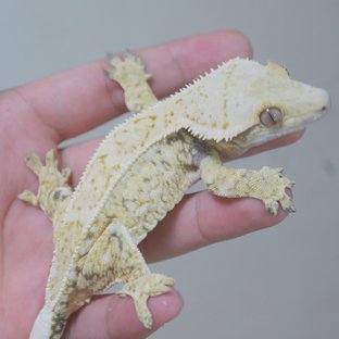 드리피 화이트스팟 쿼드