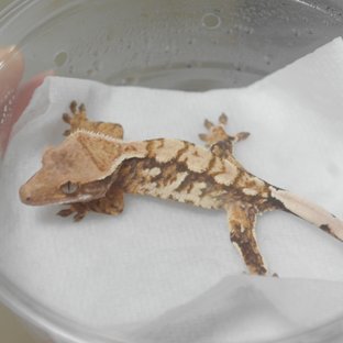 트라이 익스트림할리퀸 화이트스팟