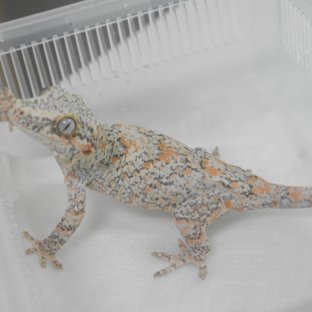 오렌지 블로치드