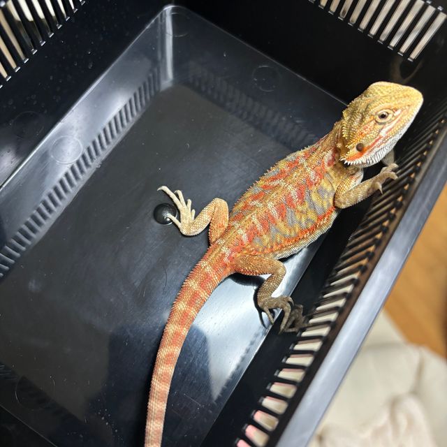 하이포