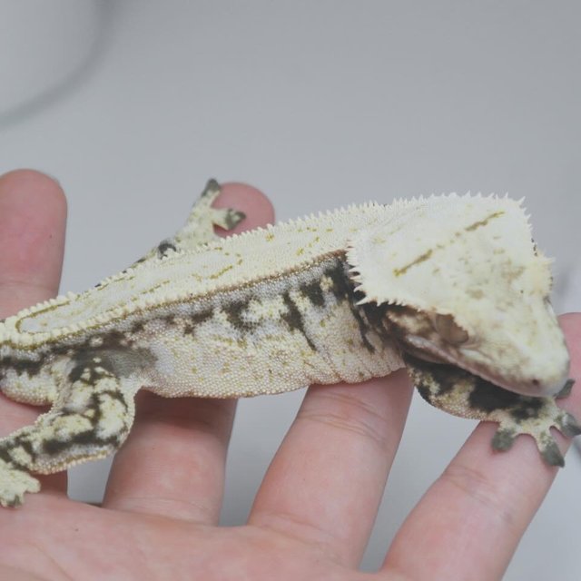 드리피 화이트스팟 쿼드