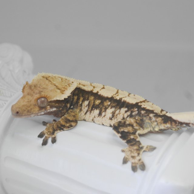 트라이 익스트림할리퀸