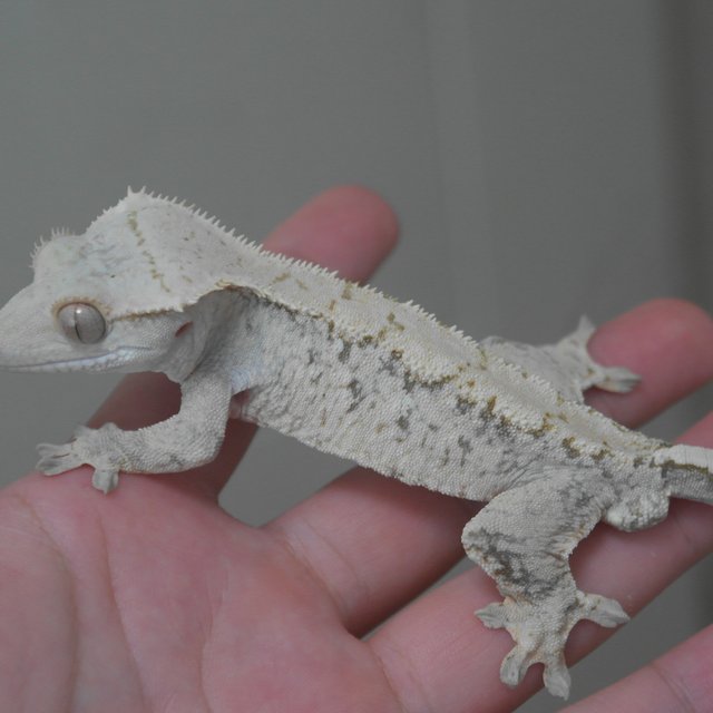 노멀 드리피 화이트스팟