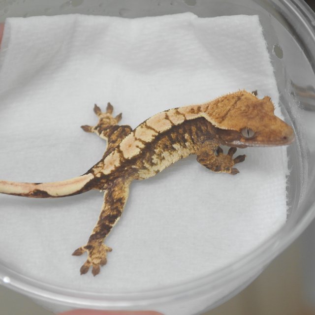 드리피 화이트스팟