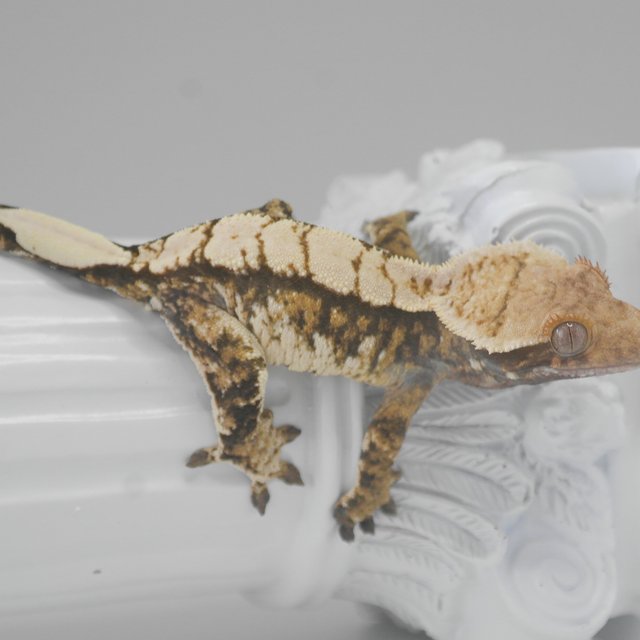 트라이 익스트림할리퀸