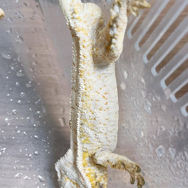 트라이 드리피 화이트스팟