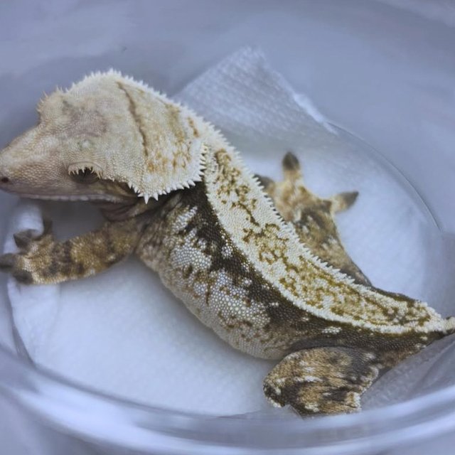 드리피 화이트스팟 쿼드